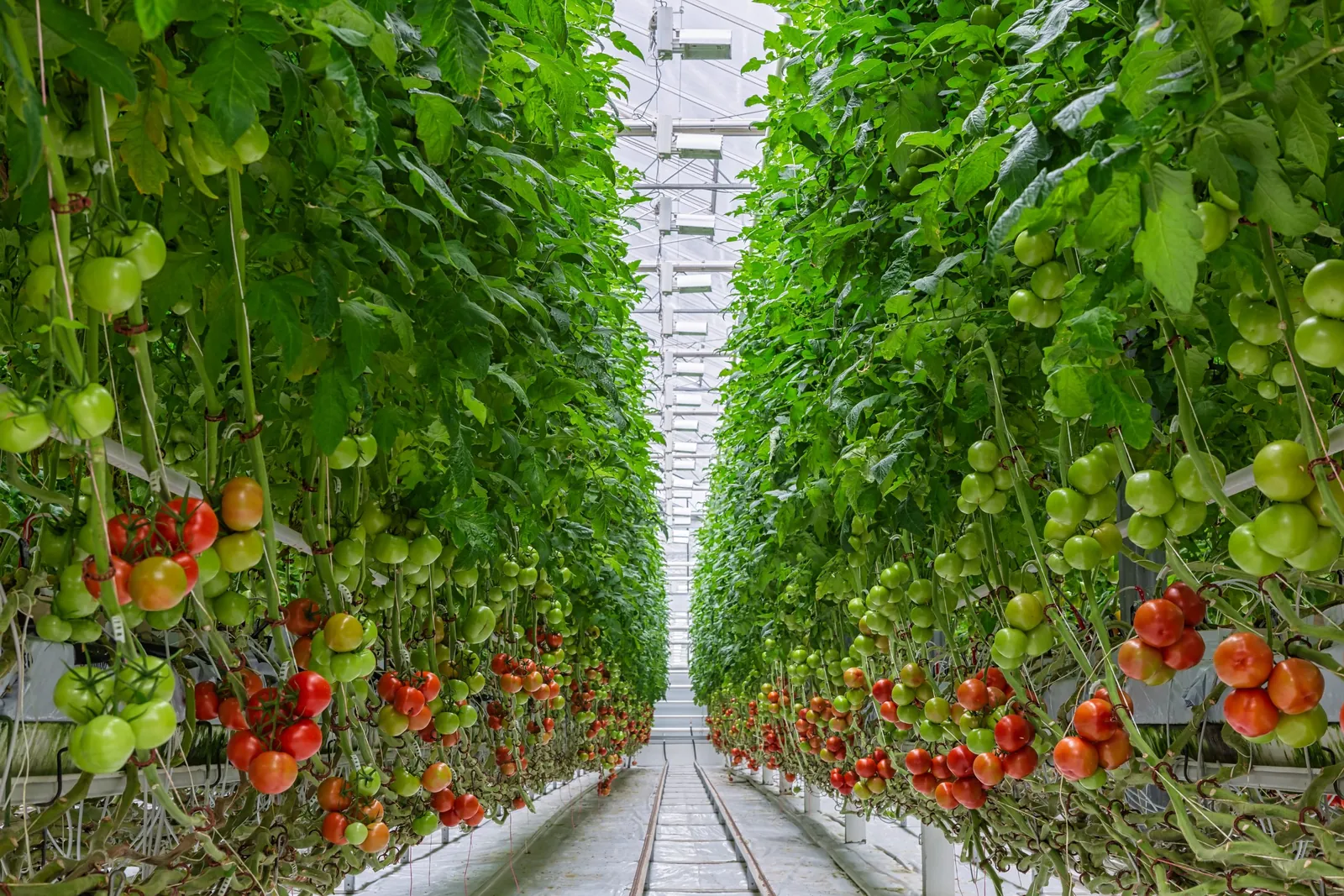 Wire cone, cattle panel, and wooden stake compared for tomato support