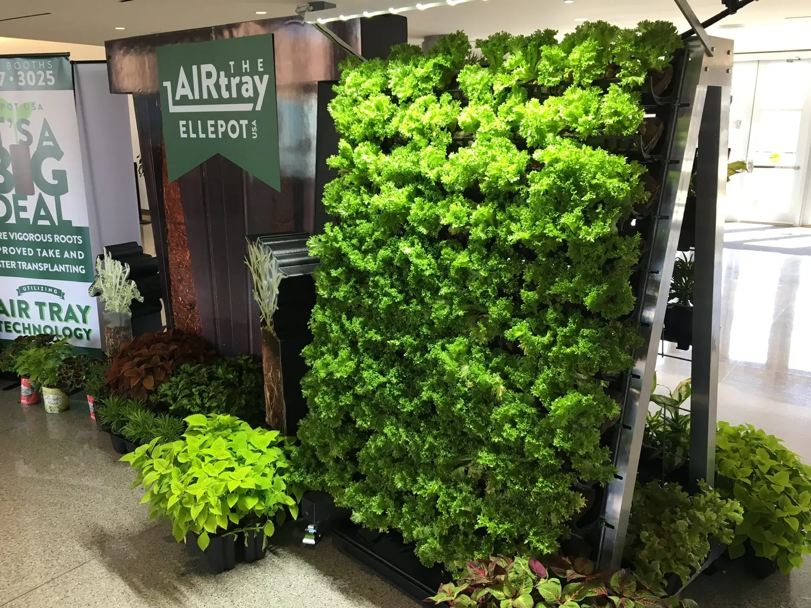 Yellowing plants drooping in a shaded vertical garden on an exterior wall.